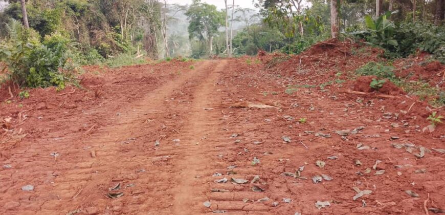 Terrains EN VENTE À NKOLMEYAND 15mn du Carrefour NKOABANG