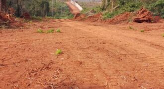 Terrains EN VENTE À NKOLMEYAND 15mn du Carrefour NKOABANG