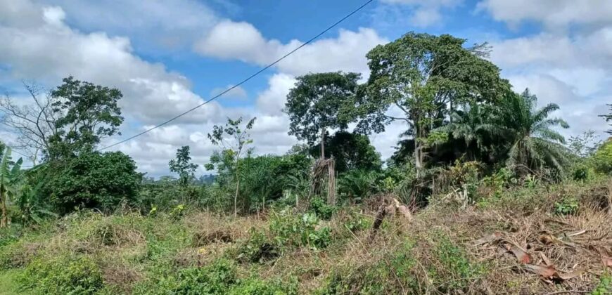 TERRAIN EN VENTE À YAOUNDÉ NSIMALEN