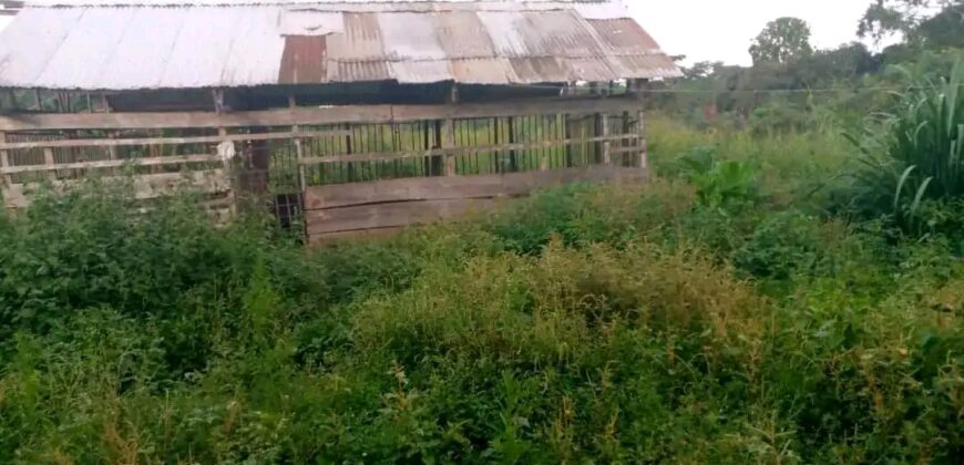 FERME À VENDRE SUR LA ROUTE DE MBALMAYO OVANGOUL