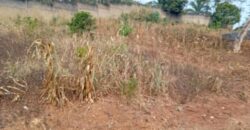 TERRAIN À VENDRE À YAOUNDÉ NYOM