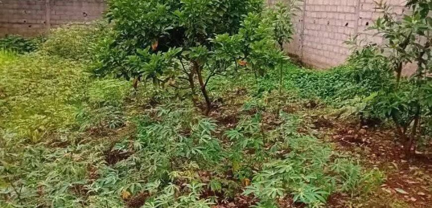600 M2 TITRE A VENDRE A ODZA KOWEIT