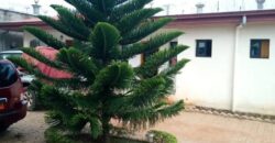 Duplex nouvellement construit avec dépendance à vendre à Odza Terminus