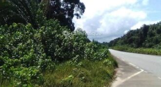 Terrain de 4 000 m² à vendre à Kribi Mpolongwé – Idéal projet hôtelier et touristique