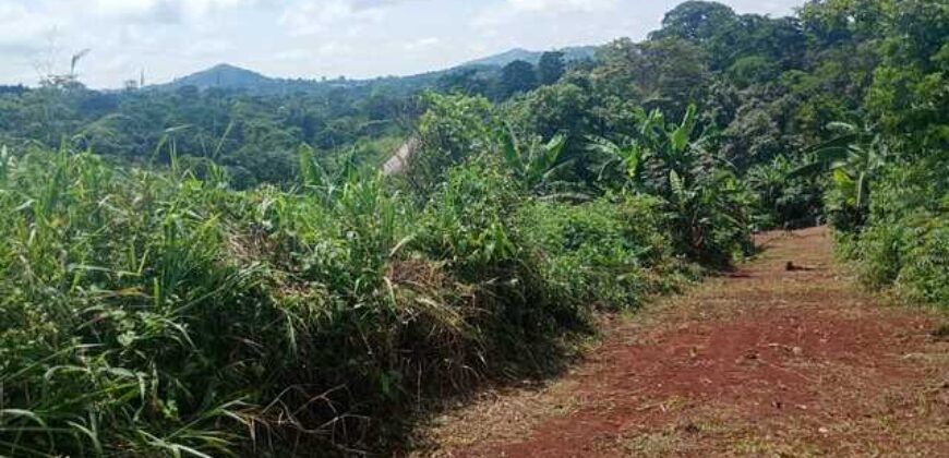 Terrain de 12 000 m² à vendre à Yaoundé Obak – Bordure route principale bitumée