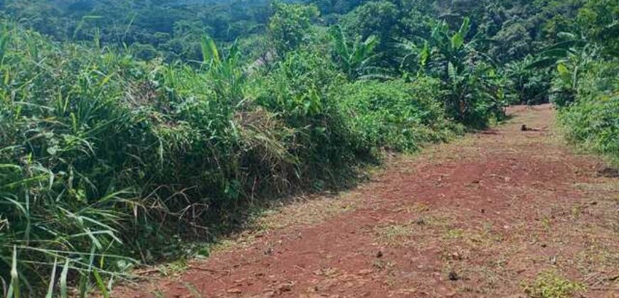 Terrain de 12 000 m² à vendre à Yaoundé Obak – Bordure route principale bitumée