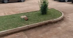 Appartement 3 chambres à louer – Emana, Yaoundé